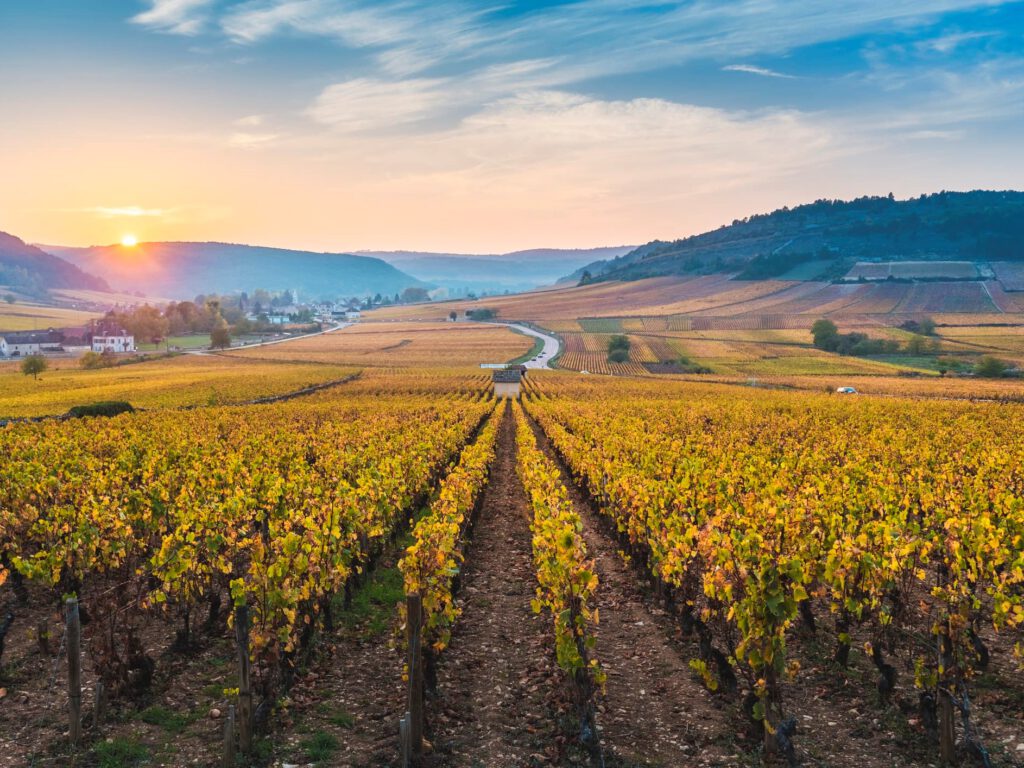 «Коммуналка (Бургундия)»